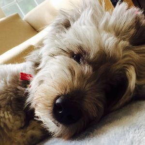 Meet your Posher, Mandy buckley